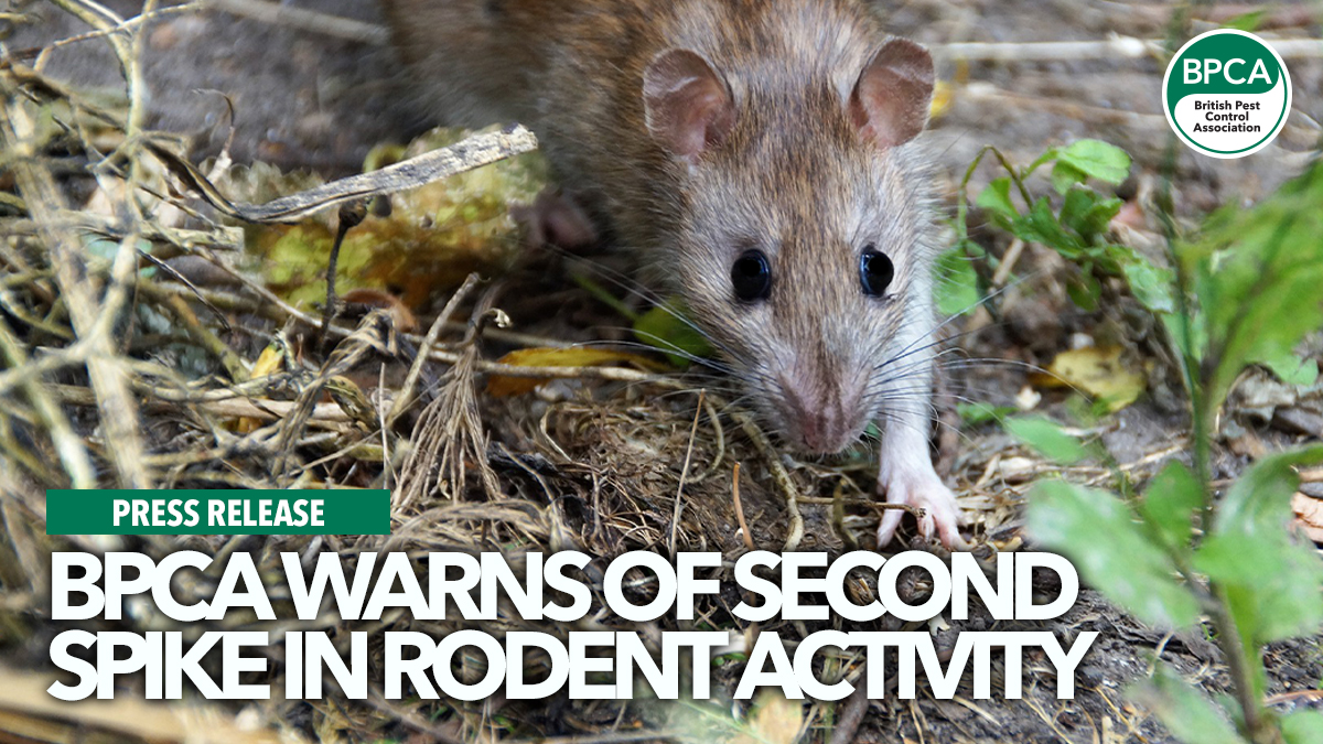 bpca-warns-of-second-spike-in-rodent-activity